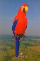 Balleroy, Parrot